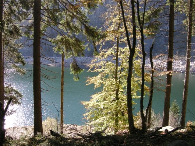 arbres et lac
